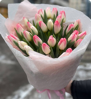 Рожеві тюльпани